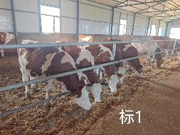 扎赉特旗华昇农牧业投资有限责任公司一批（共220头）活体西门塔尔牛分别转让