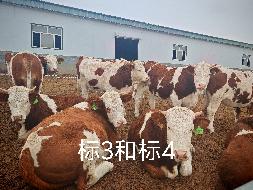 扎赉特旗华昇农牧业投资有限责任公司一批（共220头）活体西门塔尔牛分别转让