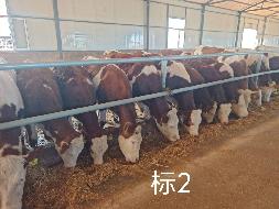 扎赉特旗华昇农牧业投资有限责任公司一批（共220头）活体西门塔尔牛分别转让