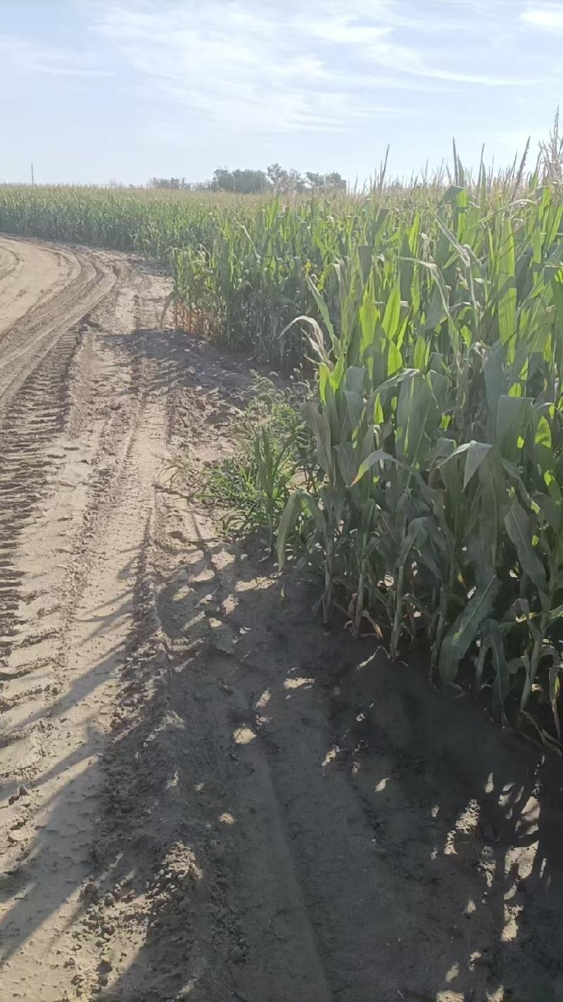 [克拉玛依市]克拉玛依广盛良顷牧业有限公司租赁位于克拉玛依市高新区214.7172亩农用地（耕地）（资产包一）