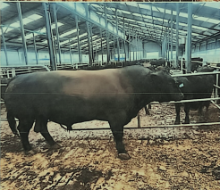 乌兰浩特市呼和车勒农牧业开发有限公司14头安格斯种公牛打包转让(国资监测编号GR2026NM1003729)