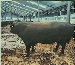 乌兰浩特市呼和车勒农牧业开发有限公司14头安格斯种公牛打包转让(国资监测编号GR2026NM1003729)