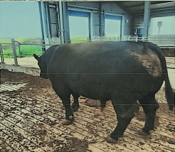 乌兰浩特市呼和车勒农牧业开发有限公司14头安格斯种公牛打包转让(国资监测编号GR2026NM1003729)