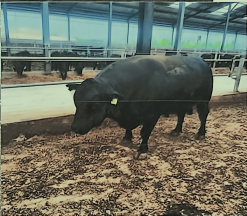 乌兰浩特市呼和车勒农牧业开发有限公司14头安格斯种公牛打包转让(国资监测编号GR2026NM1003729)