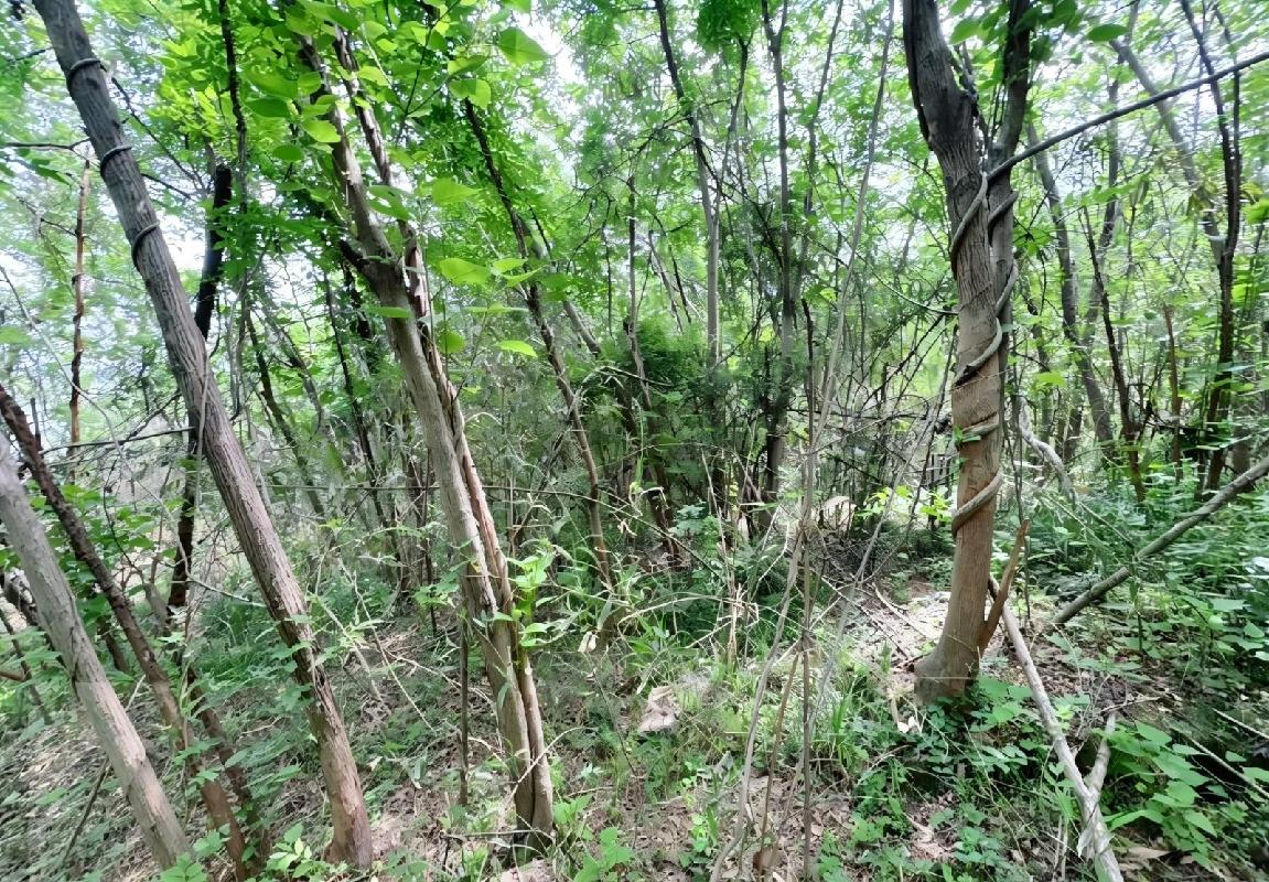 池州市贵池区涓桥镇新桥村、里山街道元四村合计约316.39亩林木资产转让公告(国资监测编号GR2026AH2002294)