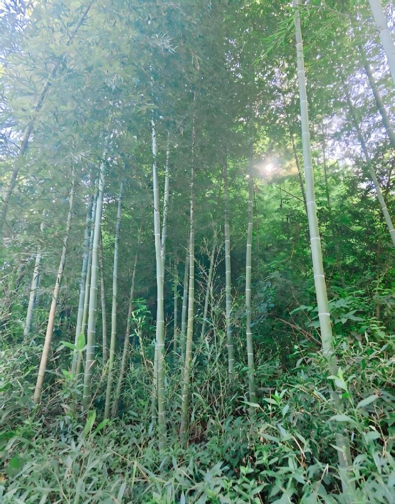 池州市贵池区涓桥镇新桥村、里山街道元四村合计约316.39亩林木资产转让公告(国资监测编号GR2026AH2002294)