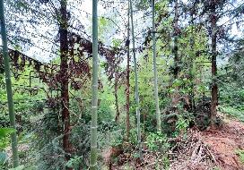 池州市贵池区涓桥镇新桥村、里山街道元四村合计约316.39亩林木资产转让公告(国资监测编号GR2026AH2002294)