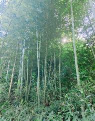 池州市贵池区涓桥镇新桥村、里山街道元四村合计约316.39亩林木资产转让公告(国资监测编号GR2026AH2002294)