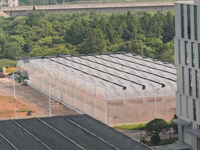 四省边际数字农业科创园薄膜大棚公开挂牌招租