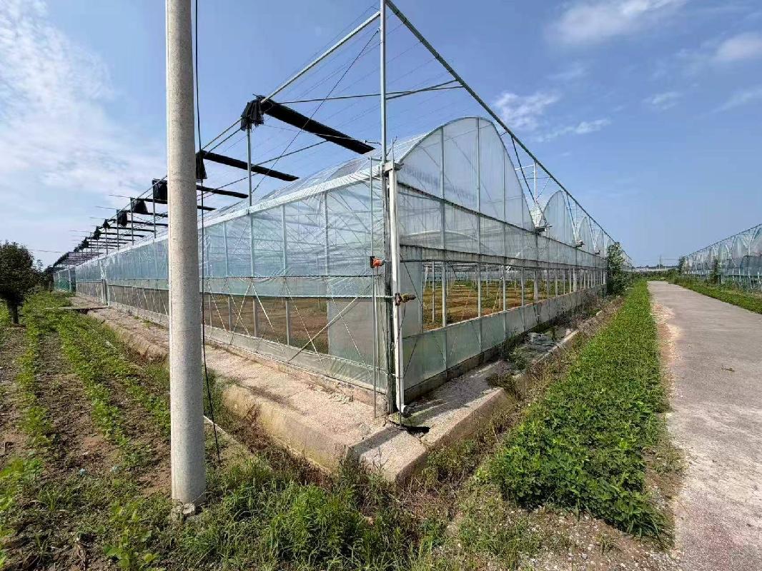 江苏徐州睢宁县梁集镇示范园区1#连栋薄膜温室招租项目公告(国资监测编号GR2026JS4003436)