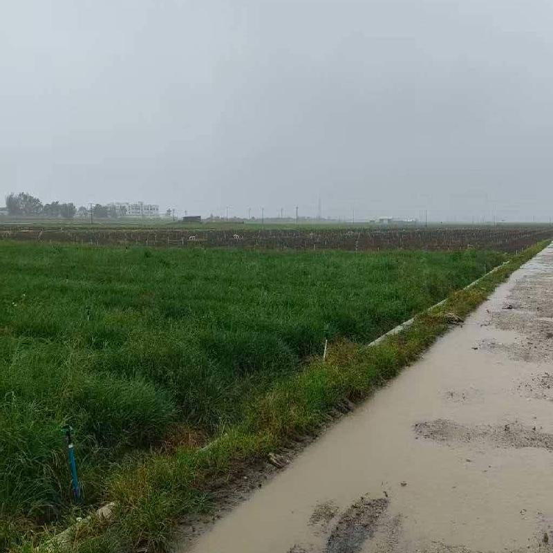 红河州蒙自市草坝镇一宗土地租赁(国资监测编号GR2026YN1000665)