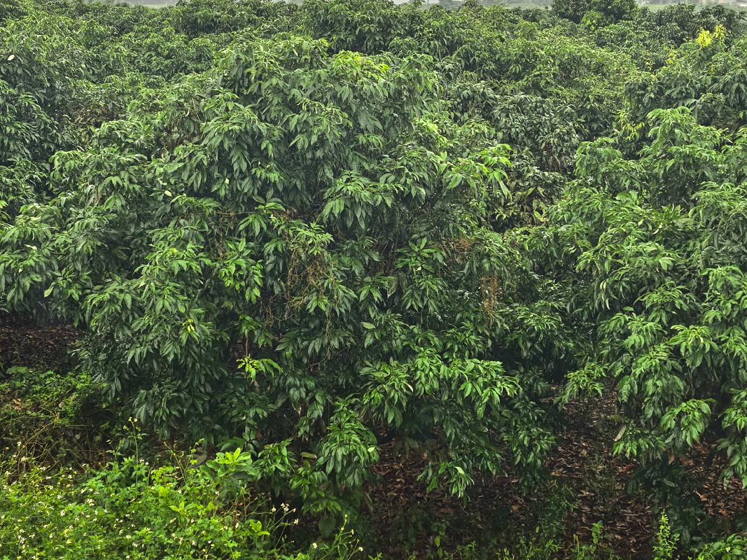 海口市三江镇丁荣水库南侧3宗土地使用权（含地上经济作物）分别公开招租