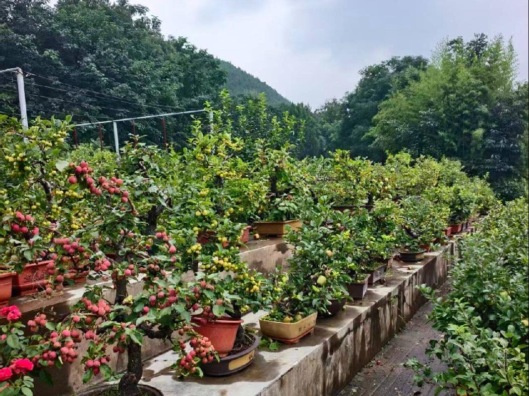 一批果树盆景艺术园生物性资产整体转让项目公告(国资监测编号GR2026JS4003475)