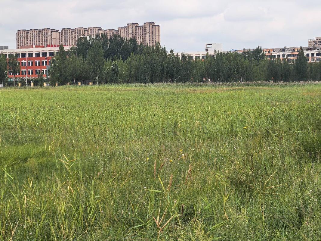 哈尔滨医科大学大庆分校盐碱地牧草转让交易公告(国资监测编号GR2026HL2005579)