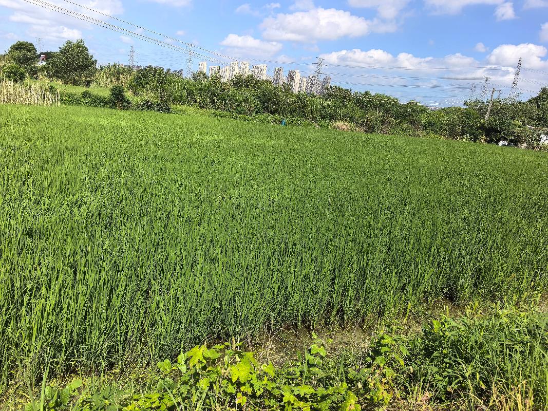 芜湖经济技术开发区龙山街道红旗村约1100亩土地经营权出租公告