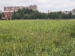 哈尔滨医科大学大庆分校盐碱地牧草转让交易公告(国资监测编号GR2026HL2005579)