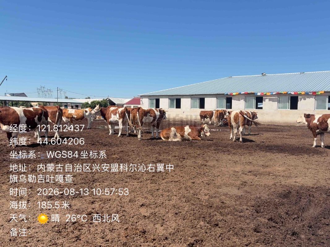 位于科尔沁右翼中旗巴彦茫哈苏木哈吐布其嘎查100头（西门塔尔第三代）2-3岁活体母牛出租（租期：5年；租金底价：66000元/年）