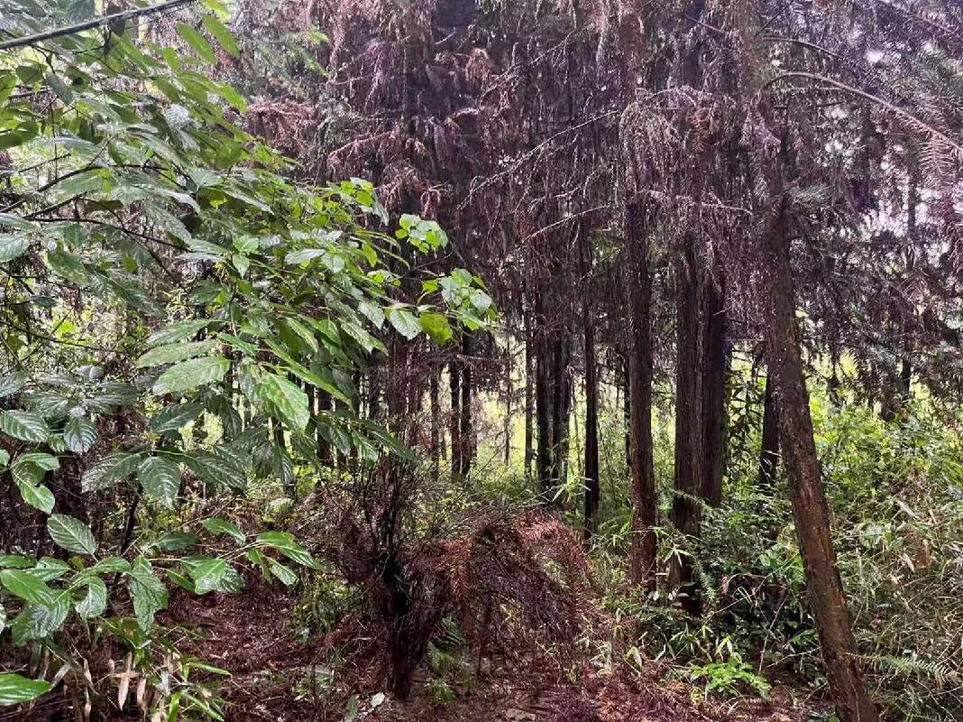 [池州市]青阳县乔木乡塔山村股份制林场（塔山村曹村组老坟山林场）林木转让公告