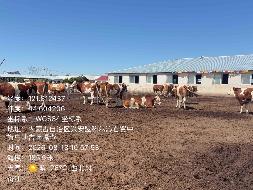 位于科尔沁右翼中旗巴彦茫哈苏木哈吐布其嘎查100头（西门塔尔第三代）2-3岁活体母牛出租（租期：5年；租金底价：66000元/年）