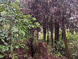 青阳县乔木乡塔山村股份制林场（塔山村曹村组老坟山林场）林木转让公告