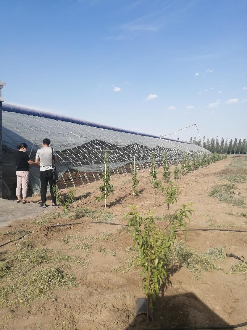 乌海市乌达区海勃湾水利枢纽工程库区移民农业创业园项目31栋温室大棚整体出租（租金底价：124000元/年，租期：3年）
