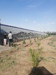 乌海市乌达区海勃湾水利枢纽工程库区移民农业创业园项目31栋温室大棚整体出租（租金底价：124000元/年，租期：3年）