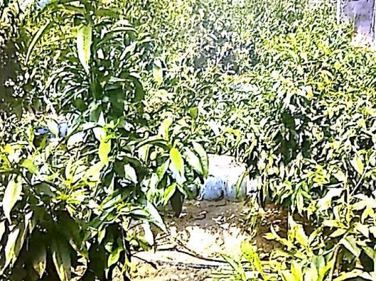 东胜区柴登村约1039株果树整体转让（内蒙古碧丰源农牧业科技有限公司）(国资监测编号GR2026NM1004088)