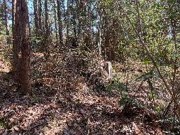 南陵县籍山镇界山村集体山场约897株湿地松转让公告（二次挂牌）