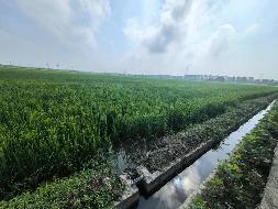 芜湖市弋江区龙湖街道杨村村约1823.7275亩土地经营权出租公告