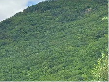 东大川林场（1号）老全山场至409哨所、林场场部以西、转角楼北山、四道杠（庙沟附近）采摘权发包