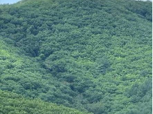 东大川林场（1号）老全山场至409哨所、林场场部以西、转角楼北山、四道杠（庙沟附近）采摘权发包