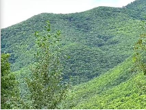 东大川林场采摘权承包（3号）（八家沟、东山、胡子窝、虫眼窝（杨树沟））采摘权发包