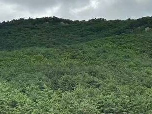 东大川林场采摘权承包（7号）（西大营（金场沟西））采摘权发包