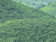 东大川林场采摘权承包（6号）（西大杠、亚布力山（金场沟西））采摘权发包