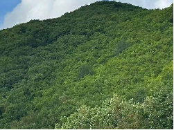 东大川林场采摘权承包（9号）（四号柏子、三鹿山（金场沟西））采摘权发包