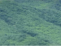 东大川林场采摘权承包（10号）（葵花杠、六个包、二鹿山（金场沟西））招租公告