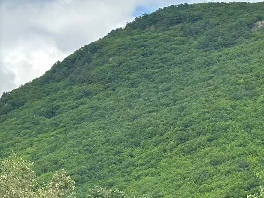 东大川林场采摘权承包（9号）（四号柏子、三鹿山（金场沟西））采摘权发包