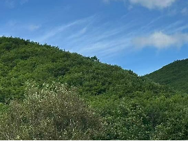 [牡丹江市]东大川林场（2号）（东大杠、柞树林子、西大杠（霍家沟西））采摘权发包