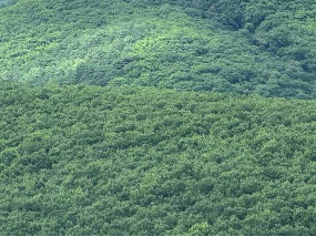 [牡丹江市]东大川林场采摘权承包（4号）（小细井、杨树柏子、麻子队、黄希成南山、黄希成西山、一棵松（金场沟西））采摘权发包
