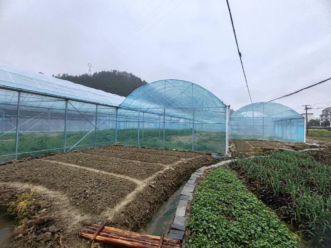 开化县芹阳办事处龙潭村厅上自然村湖里地块蔬菜大棚公开挂牌招租