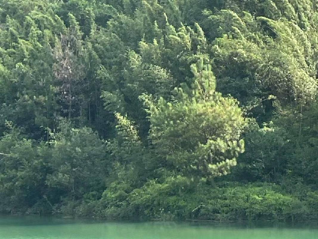 衢江区大洲镇五石埂村济源地坑塘背荒山公开挂牌招租