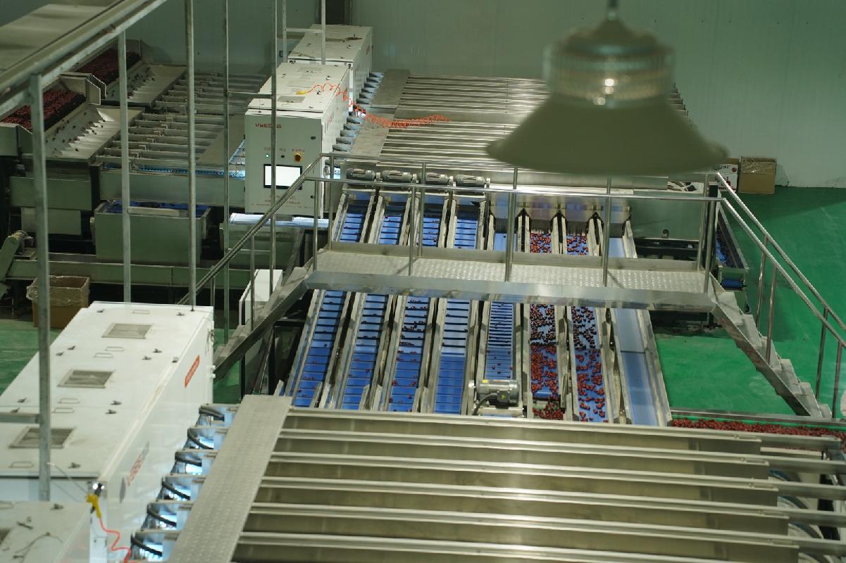 新疆叶河源果业有限公司租赁5条红枣初加工生产线（资产包三）(国资监测编号GR2026XJ1001786)
