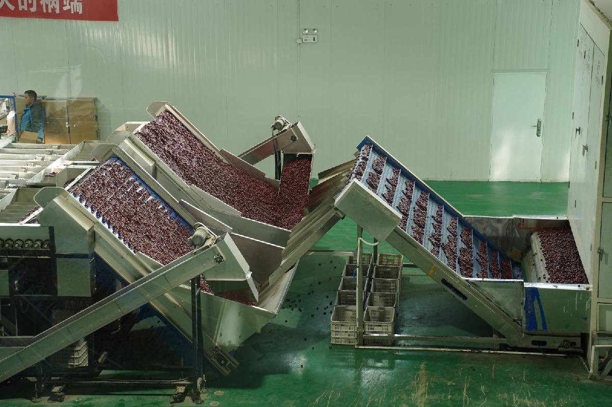 新疆叶河源果业有限公司租赁5条红枣初加工生产线（资产包三）(国资监测编号GR2026XJ1001786)