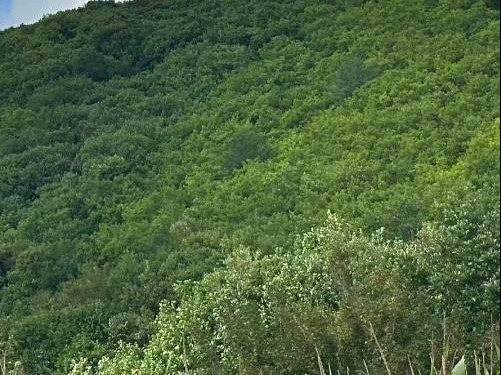 东宁市东大川林场10处林地林副产品采收权分别发包交易公告