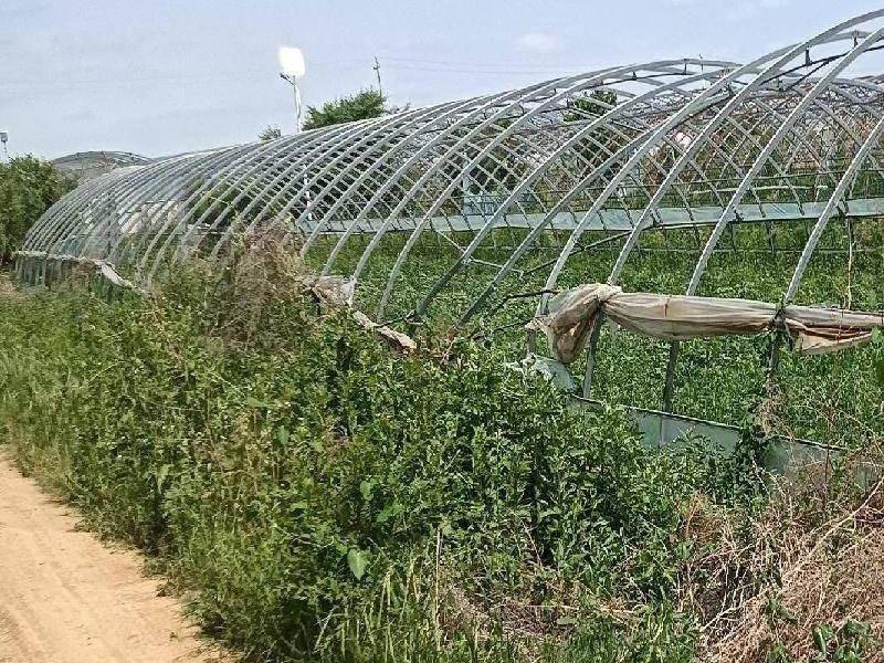 那吉屯农牧场第三连队（现代农牧业）12处塑料大棚第一区（棚号：0103、0106-0108）塑料大棚第三区（棚号：0314、0318、0322-0325、0328-0329）整体出租（租金底价：9000.00元/年，租期一年）(国资监测编号GR2026NM1004331)