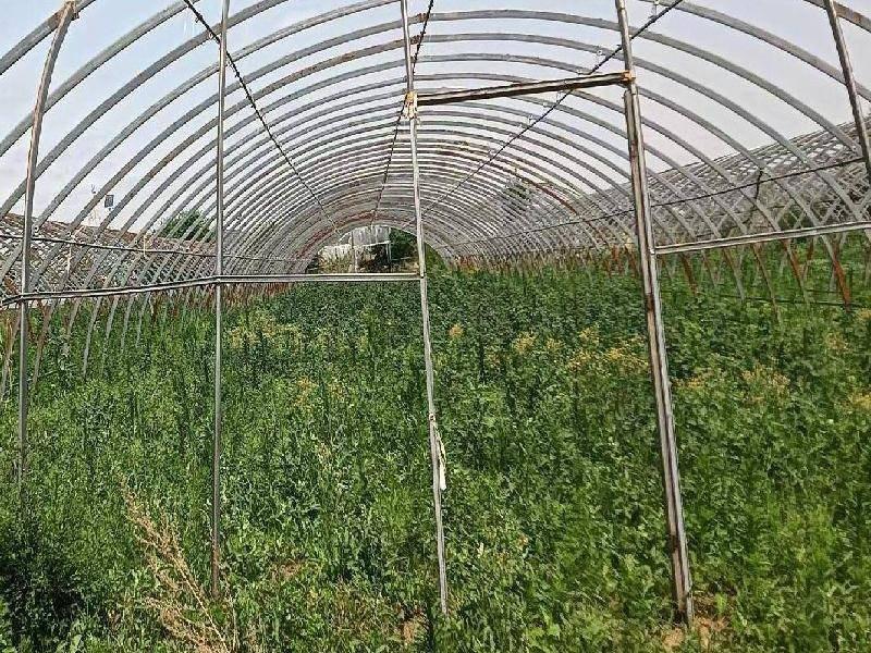 那吉屯农牧场第三连队（现代农牧业）24处塑料大棚：塑料大棚第一区（棚号：0102、0104-0105、0109-0111）、第二区（棚号：0204-0206、0208、0212、0214、0215）、第三区（棚号：0313、0315-0317、0319-0321、0326-0327、0330-0331）整体出租（租金底价：18000.00元/年，租期一年）(国资监测编号GR2026NM1004333)