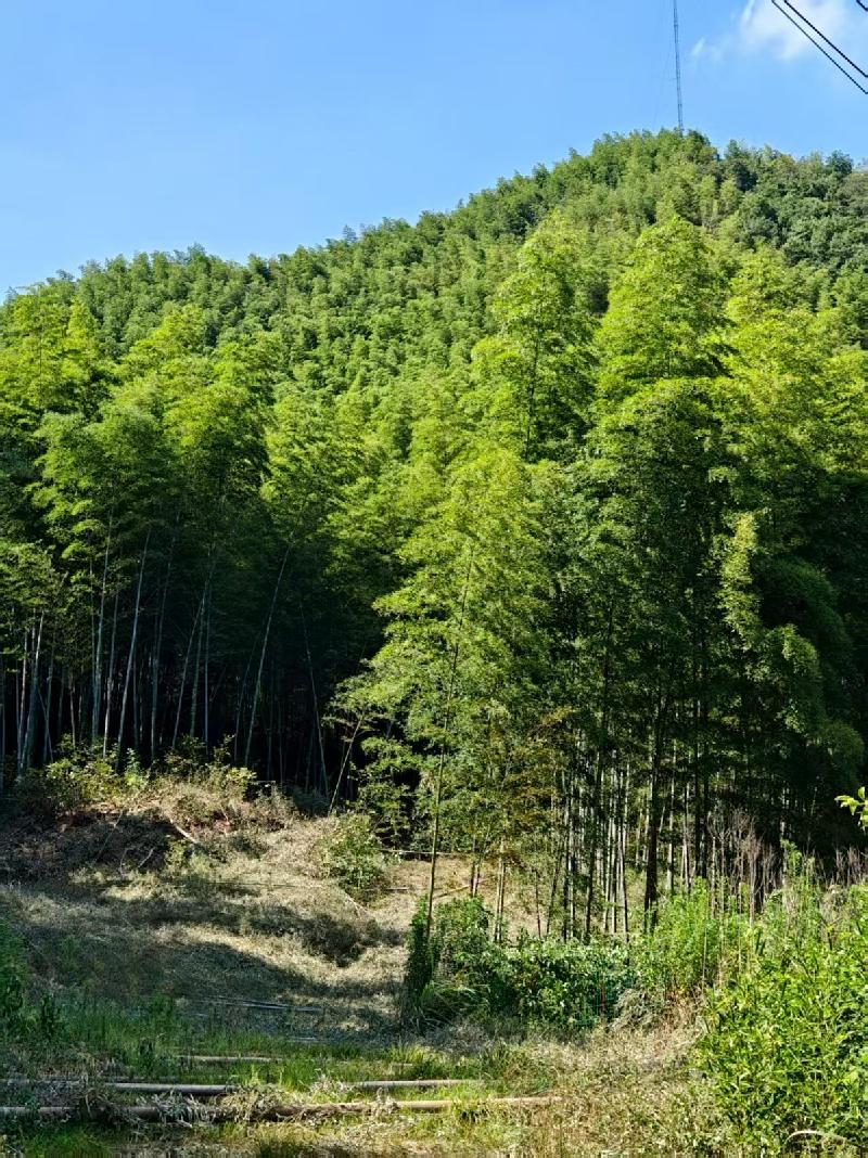 峨山镇紫岚村高岭头约506亩林地及林木5年期使用权出租公告