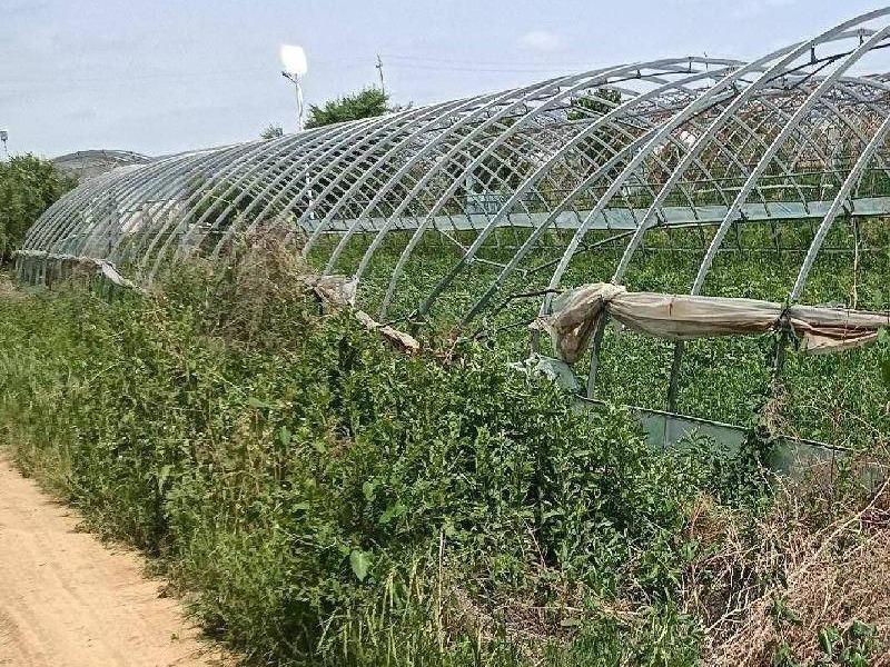 那吉屯第七连队105处塑料大棚：春棚道北16处，春棚道南79处整体出租(国资监测编号GR2026NM1004349)