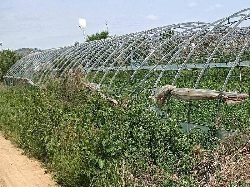 那吉屯第七连队（春棚道北）150处塑料大棚：第四区20处，第五区14处，第六区18处，第七区20处，第八区24处，第九区31处，第十区10处，第十一区13处整体出租（租金底价：112500.00元/年，租期一年）(国资监测编号GR2026NM1004348)