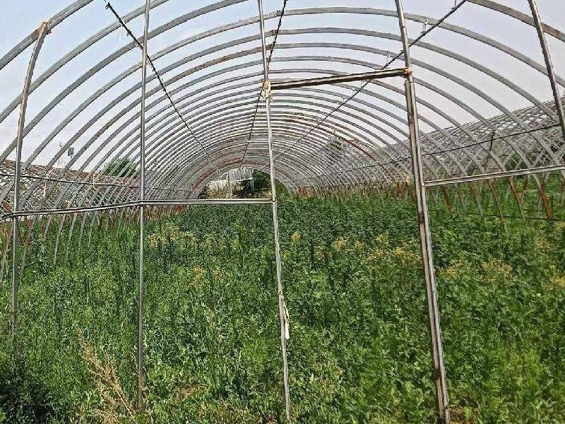 那吉屯第七连队105处塑料大棚：春棚道北16处，春棚道南79处整体出租(国资监测编号GR2026NM1004349)